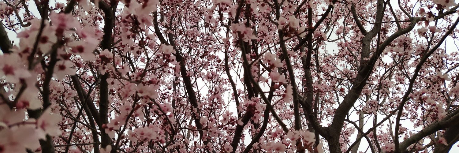 Charrisca 🦁🌾 banner