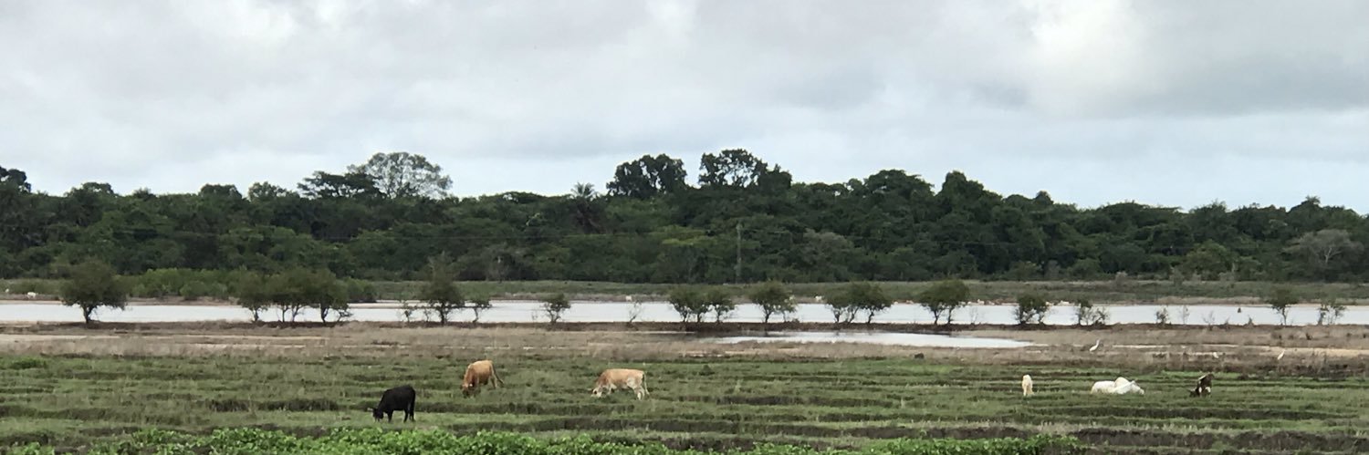 Howsoun Semega-Janneh banner