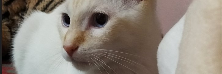 ltablas_'s profile banner image