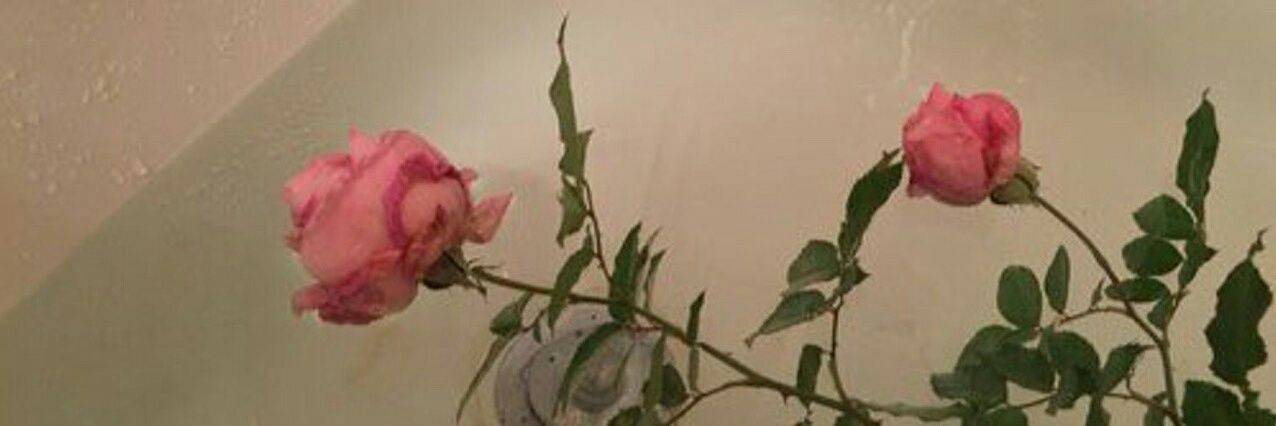 Sdv Insta banner