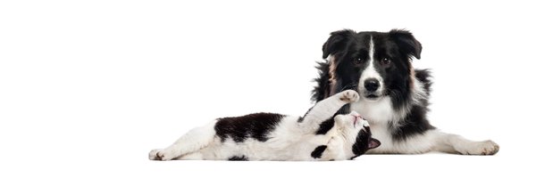 _PurelyPets Profile Banner