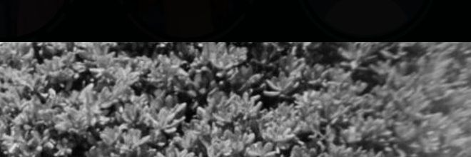 coziirc's profile banner image
