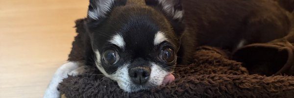 nyanco15 Profile Banner