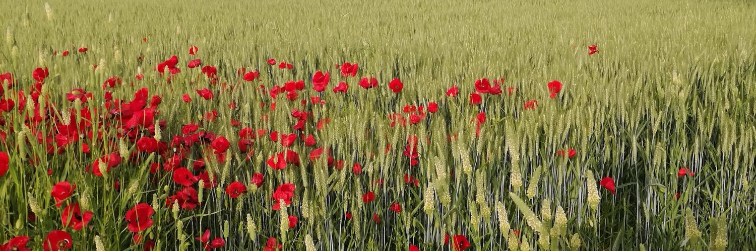 istanbuloğlu banner