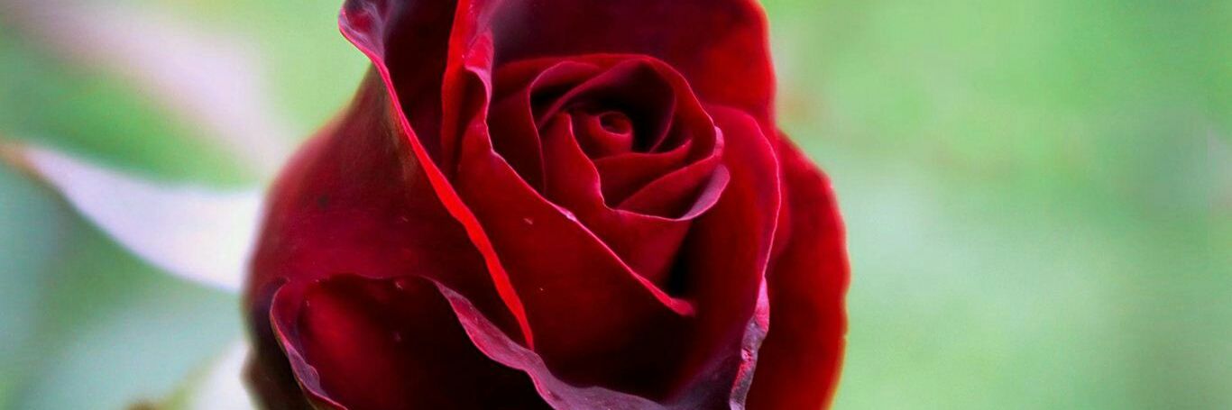 samira_ak__'s profile banner image