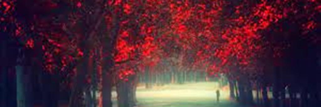 Emilys_burris's profile banner image