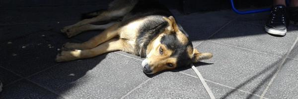 tioperro9 Profile Banner