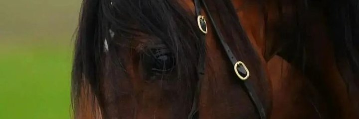 💞فتى الإيمان الفوري💞 banner