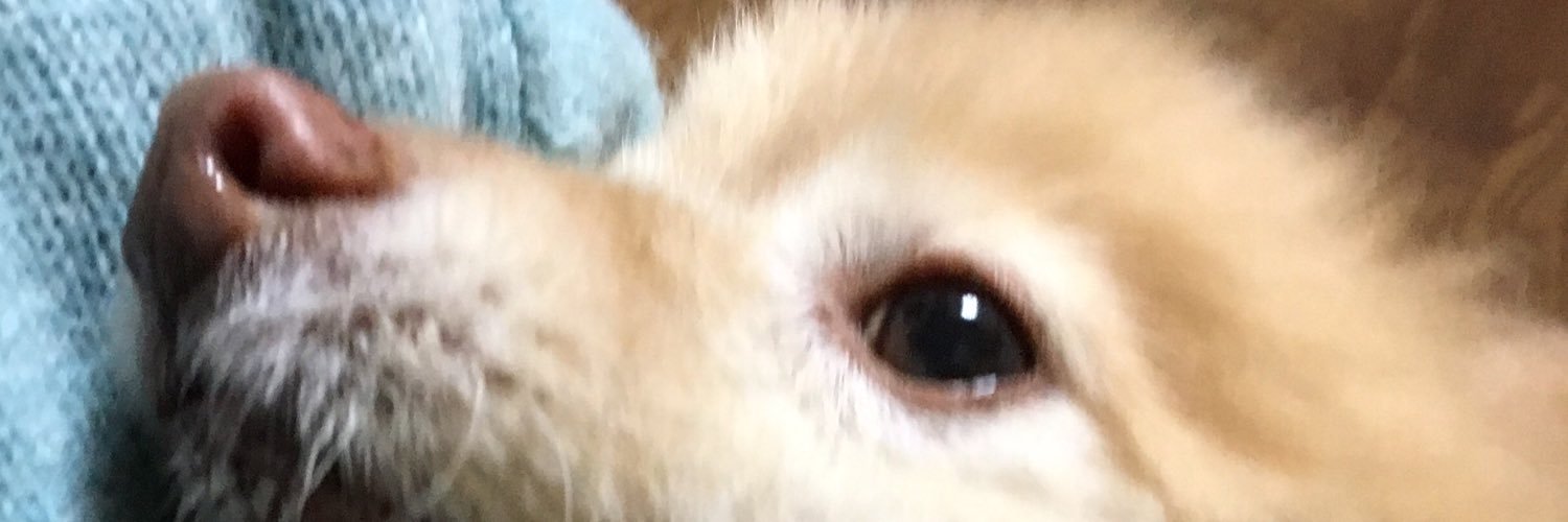 kinnojoo's profile banner image