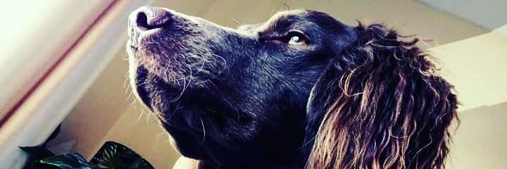 LeopardVintage's profile banner image
