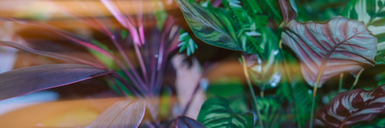 paratudoo's profile banner image