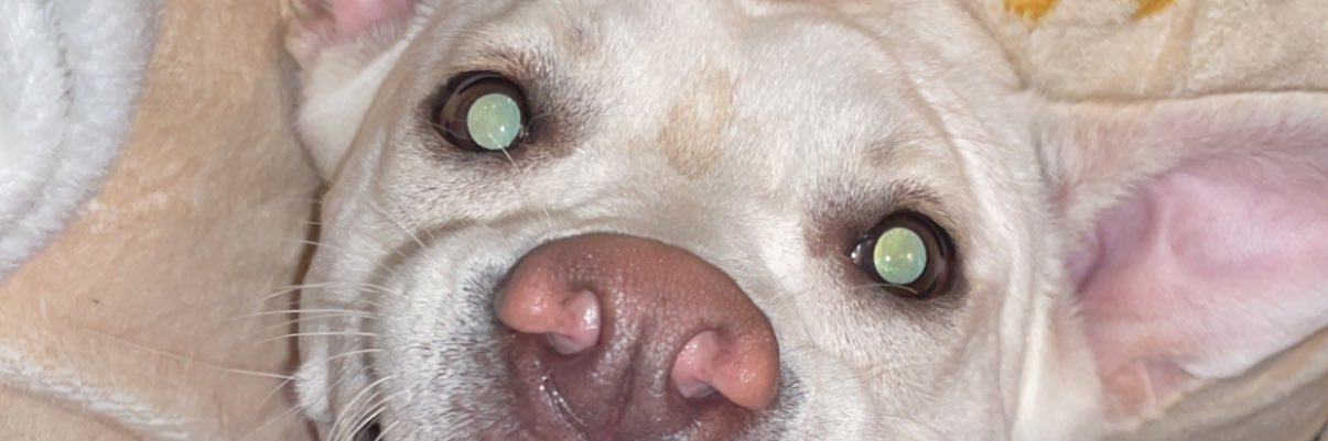 uhhlexaraee's profile banner image