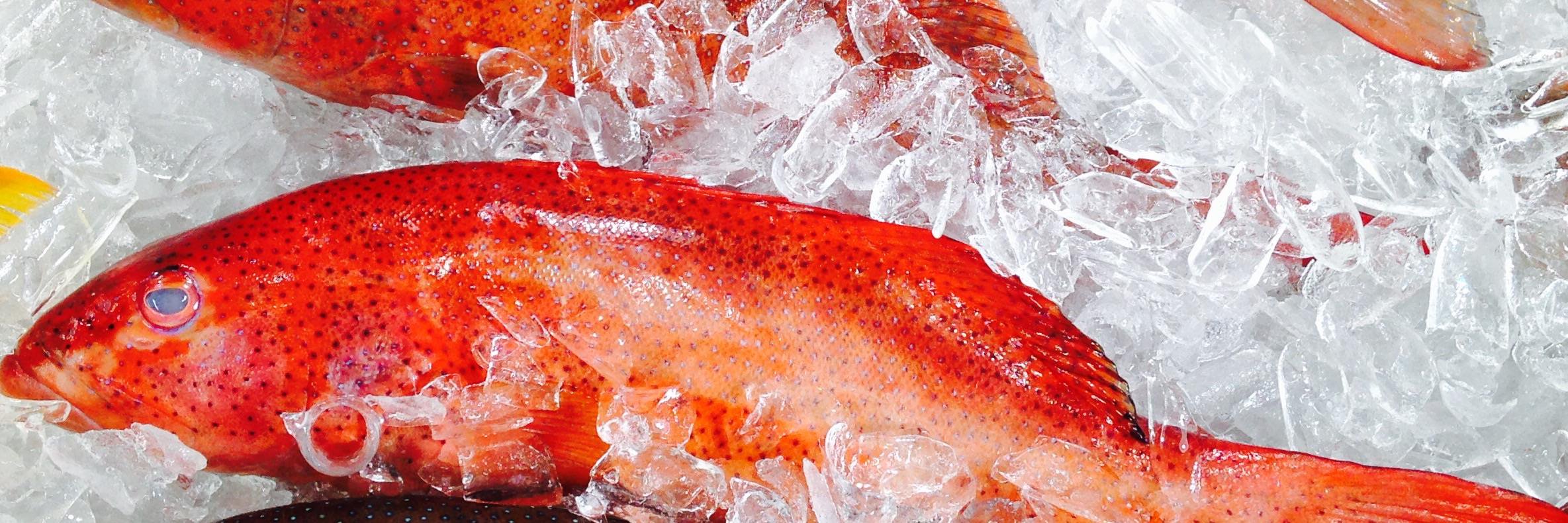 DebbieSeafood's profile banner image