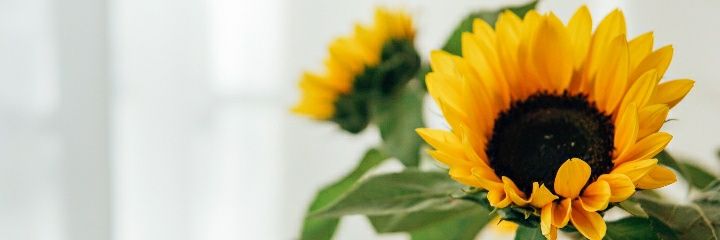 melanyasmis98's profile banner image