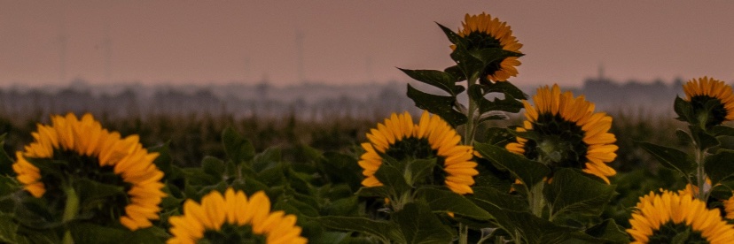 dbierman23's profile banner image