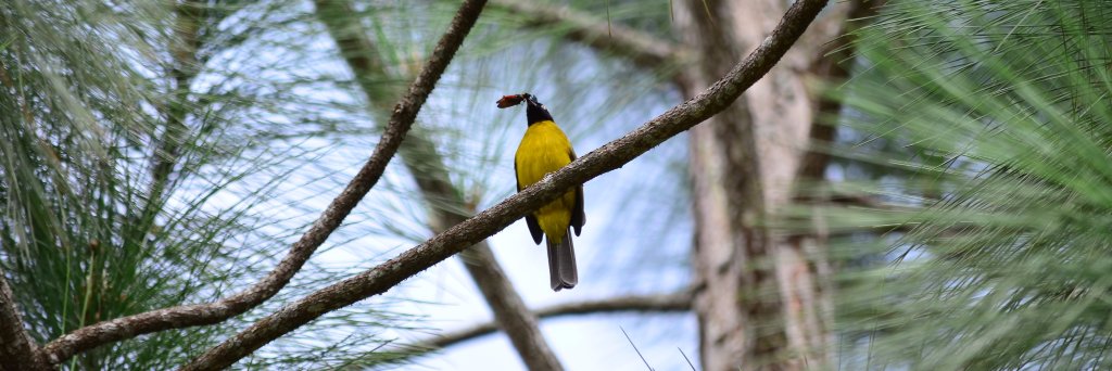 Bird Watching Asia banner