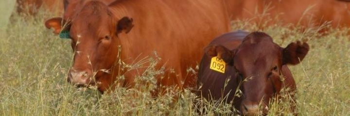 SimphiweKahla's profile banner image