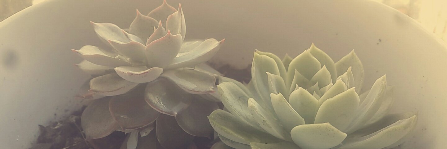 myrdmsngs's profile banner image