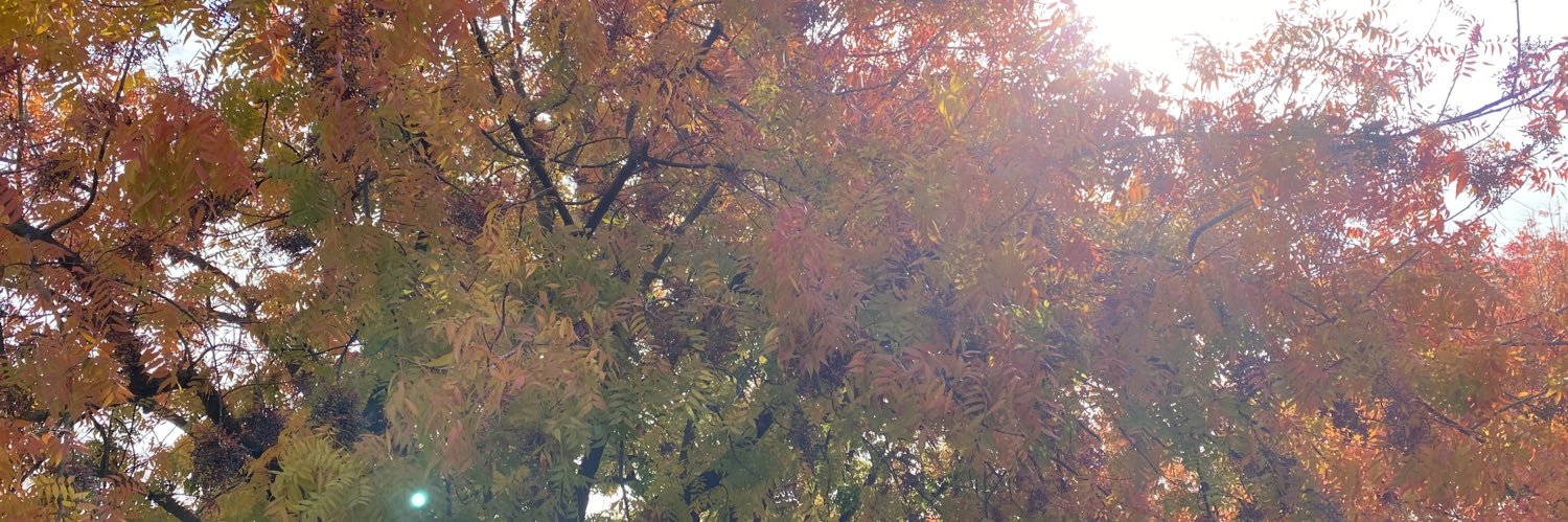 troxlertrey's profile banner image
