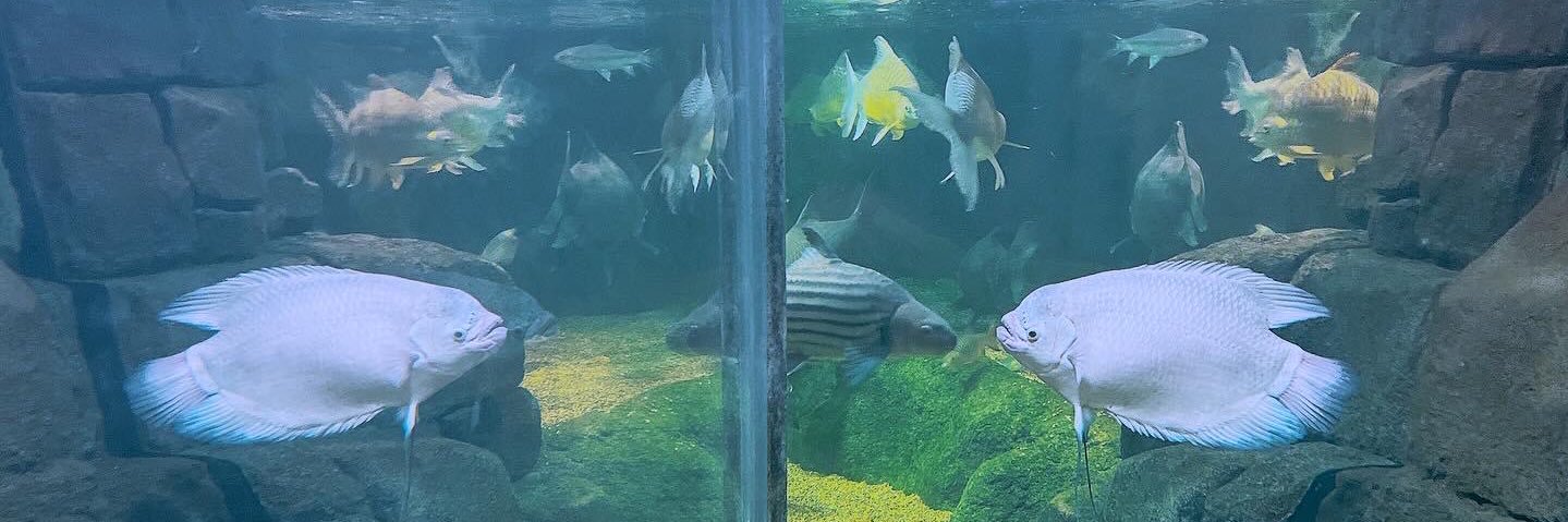 佐藤餓死/さとうがし banner