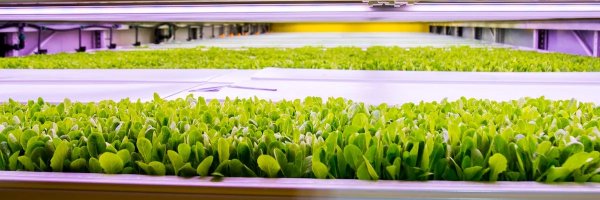 KaleraProduce Profile Banner