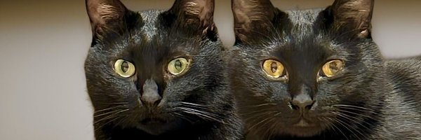 RIRI722883 Profile Banner