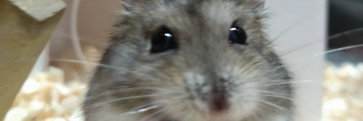 cookien_'s profile banner image