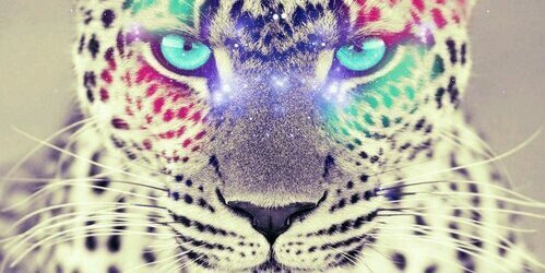 lu_fourrey's profile banner image