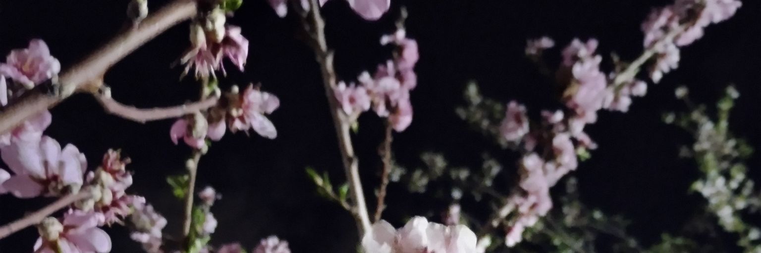 veconica's profile banner image