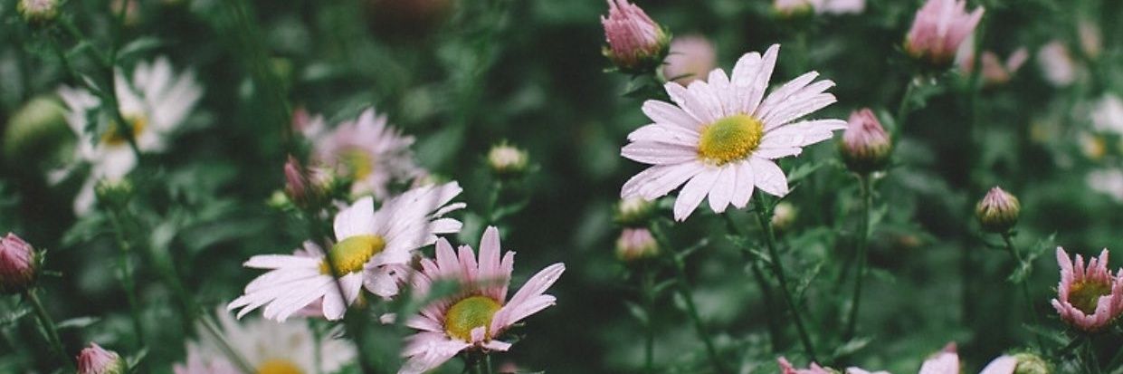 Saf_Shaibi's profile banner image
