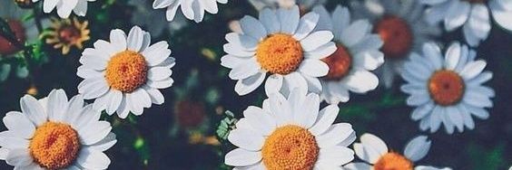 Angie_chine's profile banner image
