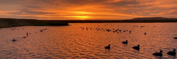 bache_ch Profile Banner