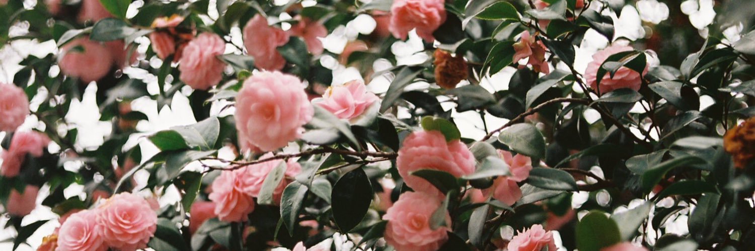 aliyah williams banner