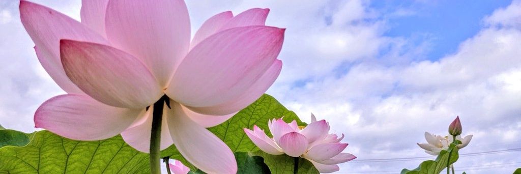 kiiii_s's profile banner image