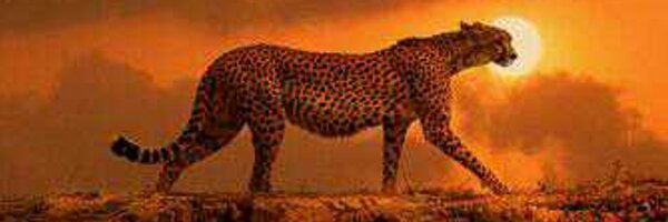 SureshM46 Profile Banner
