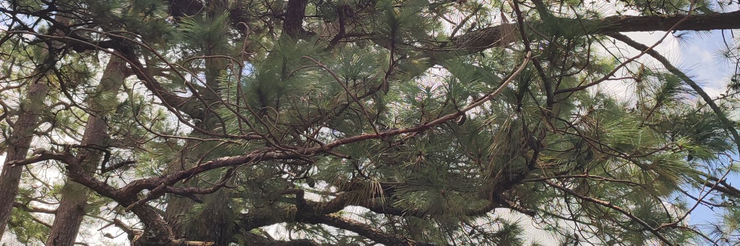 nathanthanthan7's profile banner image