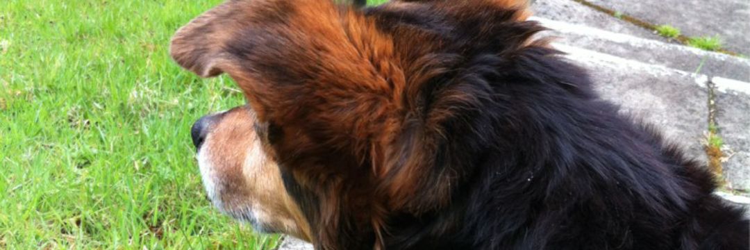Teri_Bee93's profile banner image