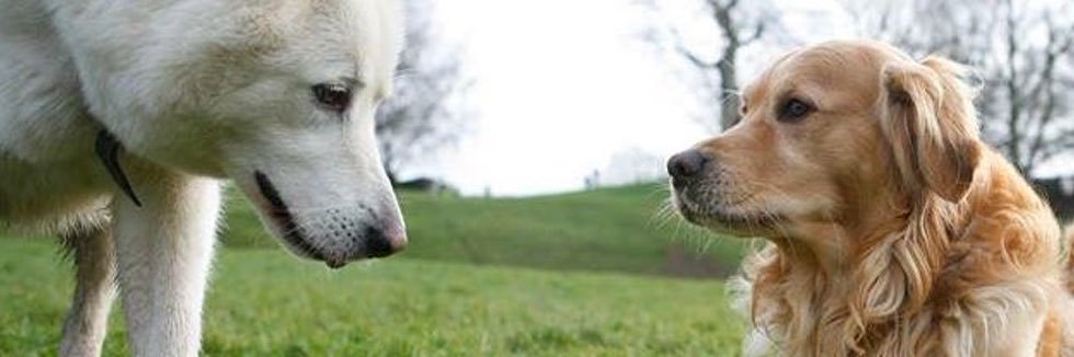 Pip the Golden Retriever 🌈's banner