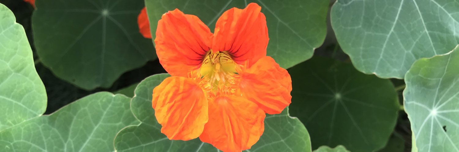 Isabelle Buhre banner