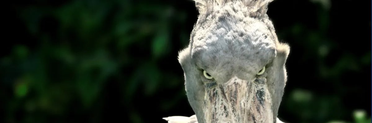 alexandrakoper's profile banner image