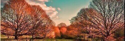 🌸Miral🌸 banner