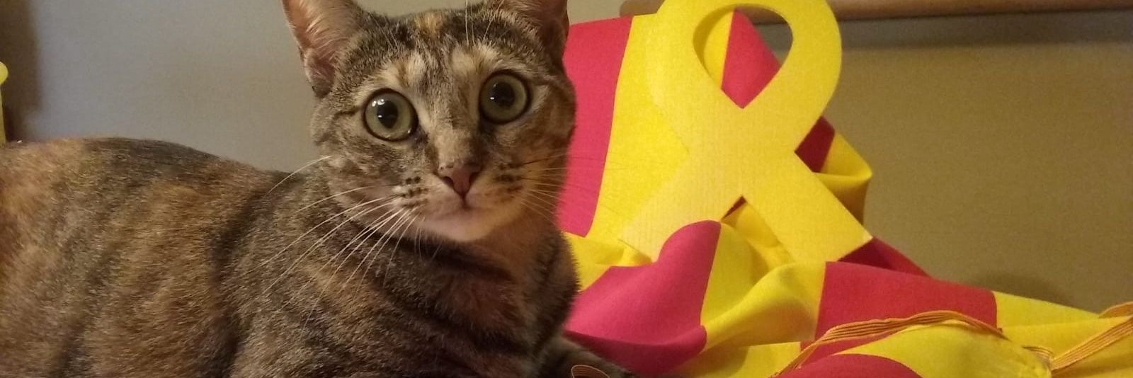 Marc 😻😽 banner