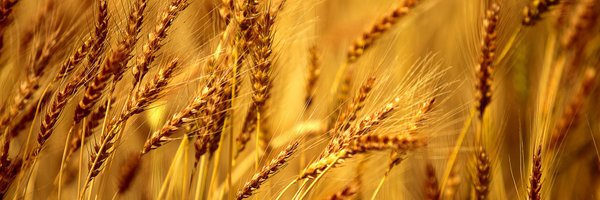 coreag_torr Profile Banner