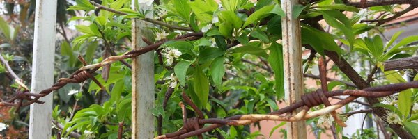 taledasham Profile Banner