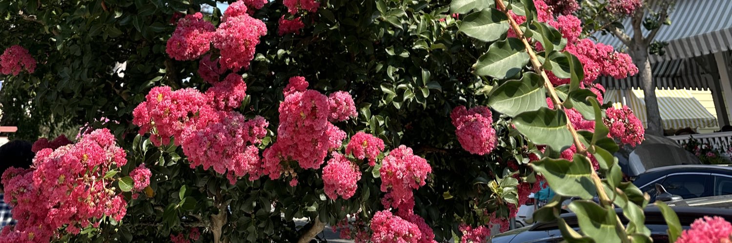 nessvvk's profile banner image