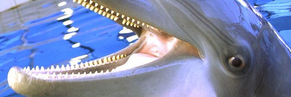 dane Profile Banner