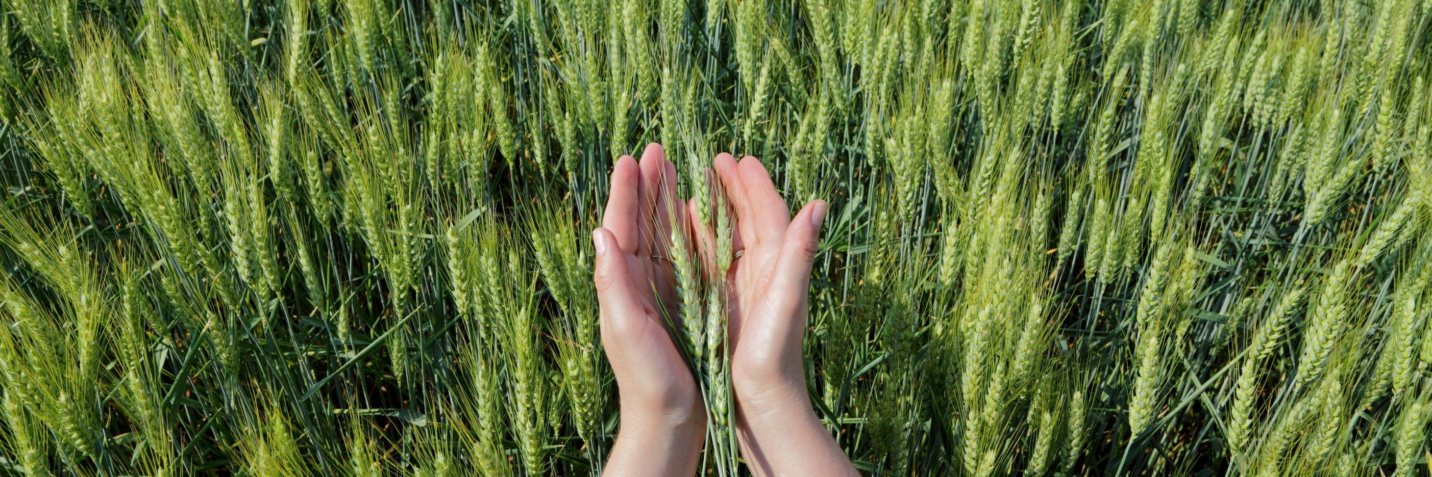 FoodSafetySA's profile banner image