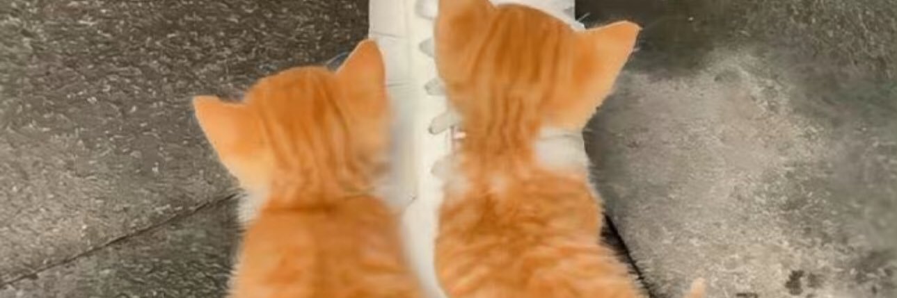 冲浪喵^🇨🇦 banner