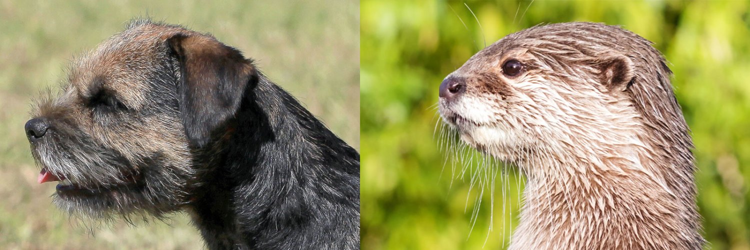 BorderOtter's profile banner image