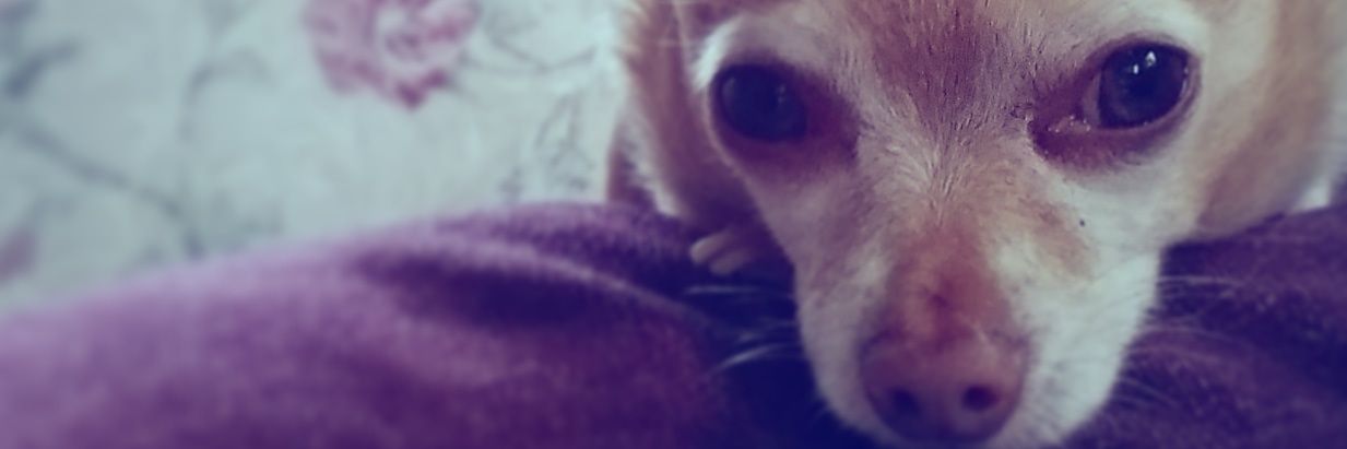 TheJoeShipton's profile banner image
